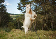 © Amos Chapple/Stocksy - An aggressive male goat rearing