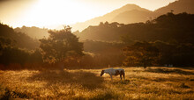 A Lone Horse In A Sunlit Field