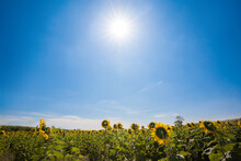 Sunflower Field On Blue Sky With Sunshine