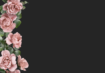 Wall Mural - Floral banner, header with copy space. Pink roses isolated on dark grey background. Natural flowers wallpaper or greeting card.