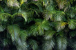 © Raymond Forbes LLC/Stocksy - Tropical Palm Frond Leaf background
