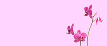 Banner With Orchid Flower In Front Of Purple Background. Floral Composition With Copyspace.