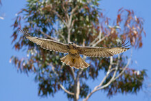 Red-tailed Hawk In Flight