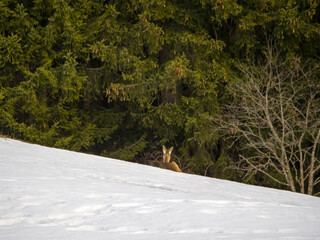 Wall Mural - Deer in the snow in winter