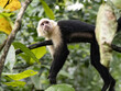 The Panamanian white-faced capuchin, Cebus imitator, is a very skilled primate. Costa Rica