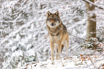  Portrait of an european wolf in winter at the bavarian forest national park, Ludwigsthal, canis lupus lupus
