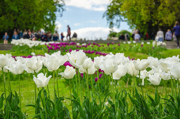 Wall Mural - White flowers of tulips in park nature background