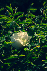 Wall Mural - White peony flower with green leaves close up nature background