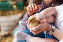 Happy Little Girl With Of Small Ducklings. Yellow Duckling In Her Hands, Easter, Spring Holiday