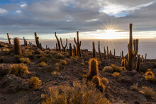 A Forest Of Giant Cardon Cactus (Echinopsis Atacamensis) At Sunset On Isla Incahuasi, On The Salar De Uyuni, Bolivia