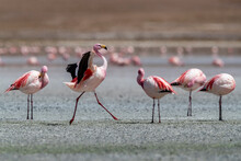 Rare James's Flamingos (Phoenicoparrus Jamesi), Eduardo Avaroa Andean Fauna National Reserve, Bolivia