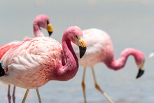 Andean Flamingos (Phoenicoparrus Andinus), Eduardo Avaroa Andean Fauna National Reserve, Bolivia