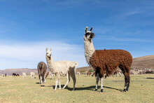 Llamas (Lama Glama), Feeding Near Coqueza, A Small Town Near The Thunupa Volcano, Salar De Uyuni, Bolivia