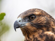 © robertharding - A juvenile Galapagos hawk (Buteo galapagoensis), Rabida Island, Galapagos