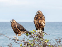 A Pair Of Juvenile Galapagos Hawks (Buteo Galapagoensis), Rabida Island, Galapagos
