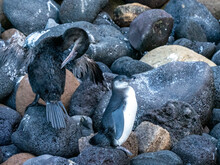 A Juvenile Galapagos Penguin (Spheniscus Mendiculus) With A Flightless Cormorant, Isabela Island, Galapagos
