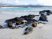 Galapagos Sea Lions (Zalophus Wollebaeki) On The Beach In Cerro Brujo, San Cristobal Island, Galapagos