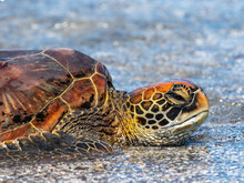An Adult Green Sea Turtle (Chelonia Mydas) In Its Orange Morph, Fernandina Island, Galapagos