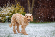 A Cockapoo Puppy Sees Snow For The First Time