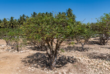 Frankincense Tree, Al-Baleed Archaeological Park, Salalah