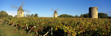 Windmills Of Calon Set In Autumnal Vineyard Below A Blue Sky, Montagne, Near Saint Emilion, Nouvelle Aquitaine, France