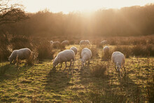 Flock Of Sheep On A Forest Pasture In A Sunset Light.