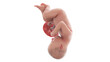 3d rendered medically accurate illustration of a human fetus - week 38