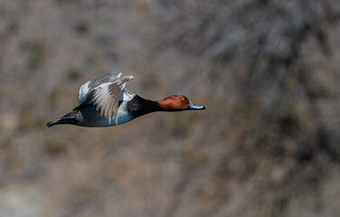 red headed duck in flight