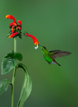 Green-crowned Brilliant Hummingbird (Heliodoxa Jacula) Feeding On Flower In Costa Rica