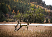Small Tree With Forest Background And Moor / Marsh Foreground 