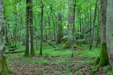 Old natural deciduous stand in spring