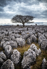 A Single Bare Tree Growing With The Limestone Rock In The Yorkshire Dales