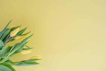 Poster - Yellow tulips on yellow background