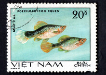 Ankara, Turkey - 27 July 2021: A Vietnam Postage Stamp Shows Fishes, Series Is Devoted To Ornamental Fish. Circa 1980...