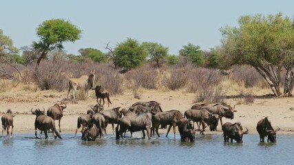 Wall Mural - Herd of blue wildebeest (Connochaetes taurinus) drinking at a waterhole, South Africa