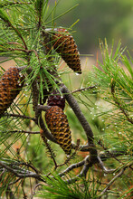 Pine Cone Of Pinus Halepensis With Raindrop