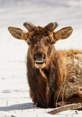 Wall Mural - winter time elk herd