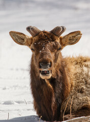 Wall Mural - winter time elk herd