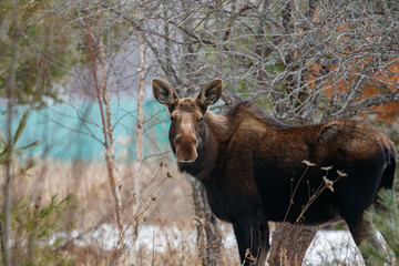 Wall Mural - Young female moose foraging 