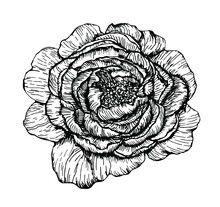 Hand Drawn Vector Peony Element On Vintage Line Art Style For Decor, Scrapbooking And Decoupage 