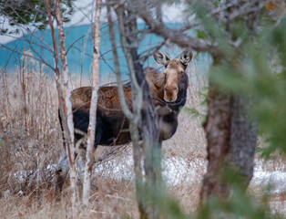 Wall Mural - Young female moose foraging 