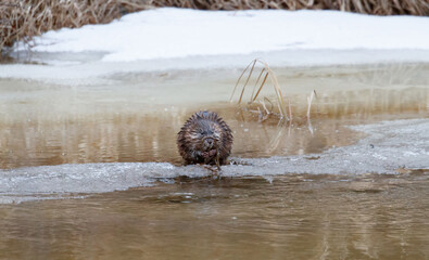 Wall Mural - Muskrat eating on ice riverbank