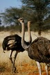 © Freya - Ostriches in Namibia