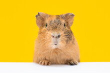 Cute Guinea Pig And Yellow Wall Background. A Popular Household Pet Banner Copy Space