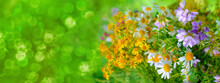 Beautiful Spring, Summer Green Background With Yellow Wildflowers, Flowering Concept, Nature Protection, Background For Postcard