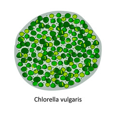 Chlorella - a genus of single-celled green algae belonging to the division Chlorophyta. Hand drawn vector illustration