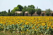 canvas print picture - Sonnenblumenfeld in der Provence