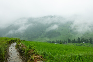 Wall Mural - Rice field