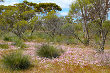 Spring In The Eucalypt Woodland With  Carpets Of  Daisy Flowers (Merredin, Western Australia)