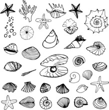 Sea Shells Hand Drawn  Set